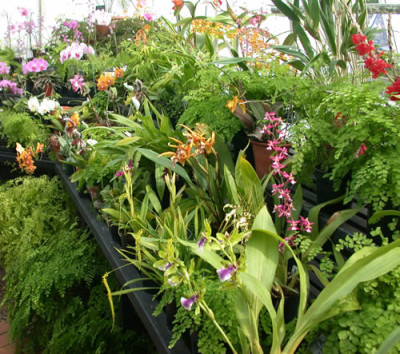 Orchid_House_8032_72.jpg