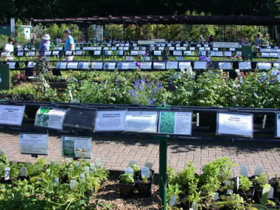 Plant_Shop_8043_77.jpg