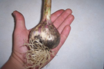 Knoblauch.jpg
