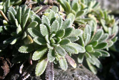 Saxifraga_paniculata_2005-08-31.JPG
