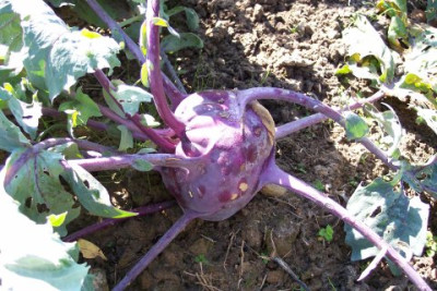 Kohlrabi.jpg