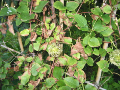 Clematis_1.jpg
