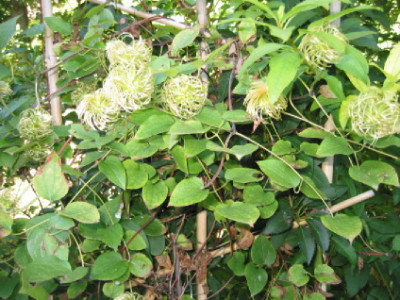 Clematis_2.jpg