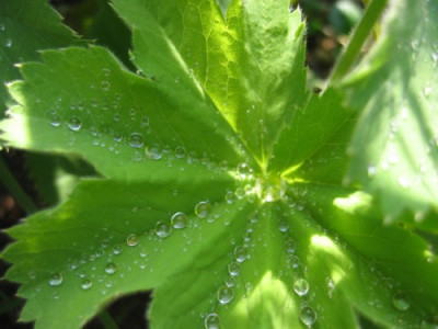Wassertropfen_1.JPG
