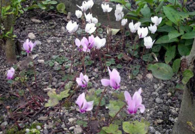 Cyclamen_hederifolium_2005-08-31.JPG