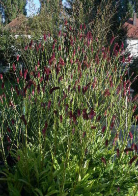 Sanguisorba_poteriifolia_2005-08-31.JPG