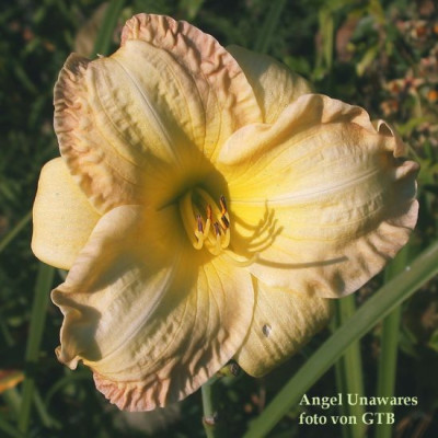 Angel_Unawares0011.jpg