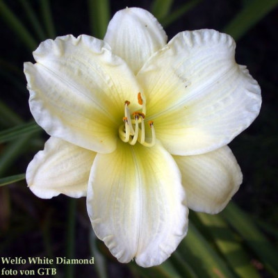 Welfo_White_Diamond0041.jpg