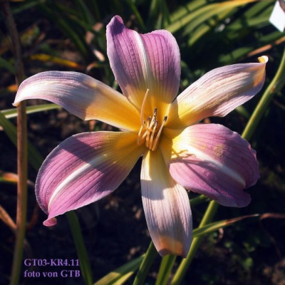 GT03-KR4.11_Prague_Spr._X_Orchid_Corsage0031.jpg