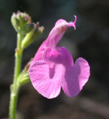 Johannisbeer-Salbei_Pink_Blush_Hugel_8317_95.jpg