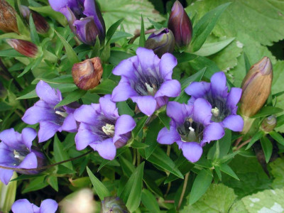 Gentiana_scabra_nocheins.jpg