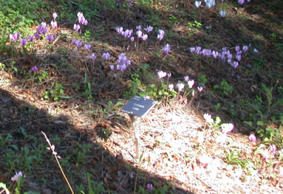 Cyclamen_coum_7961_79.jpg