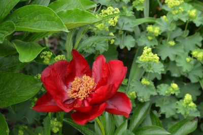 Paeonia-Rubyette.15-1a.jpg