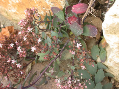 Sedum_tatarinowii_S3_8325_85.jpg