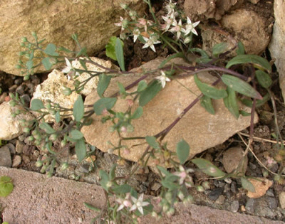 Sedum_S3_8326_82.jpg
