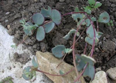 Sedum_S2_8322_86.jpg