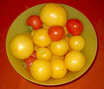 Tomatenernte_1.09.05_003.jpg