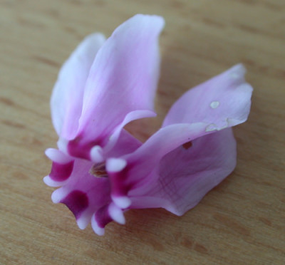 Cyclamen_hederifolium_8327_94.jpg