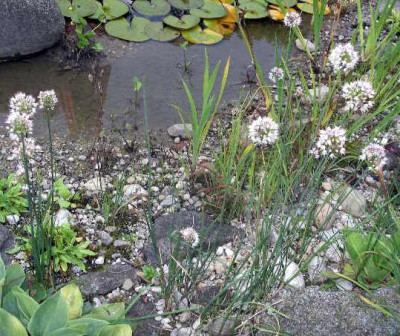 Allium_suaveolens_2005-09-01_001.JPG