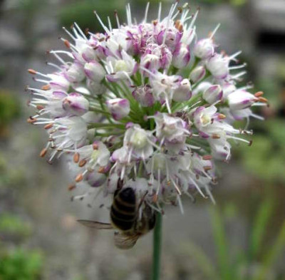 Allium_suaveolens_2005-09-01_002.JPG