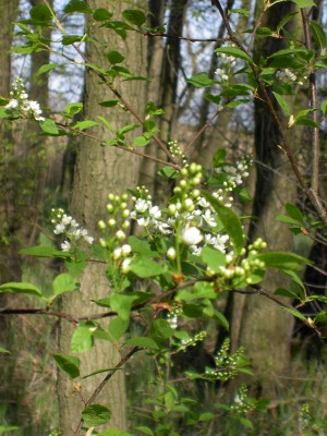 20040420_welcher_baum_ist_das.jpg