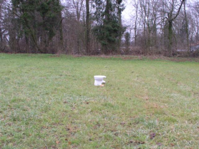 Wiesenklo.JPG