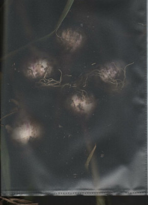scanner.jpg
