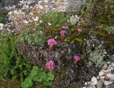 Sedum pilosum u.a. 03.06.15.jpg