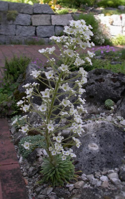 Saxifraga longifolia 03.06.15.jpg