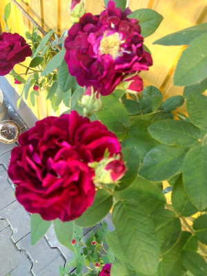 IMG_20150605_201024.jpg