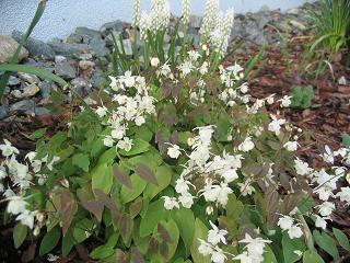 Epimedium.jpg