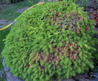 Picea_abies.15-1.jpg