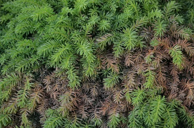 Picea_abies.15-2.jpg