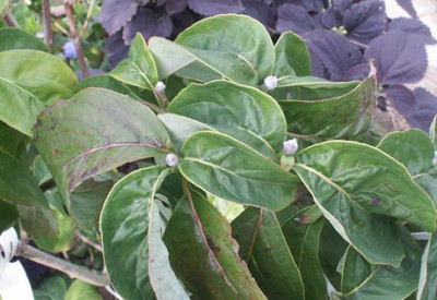 Cornus_fl._CherocCh_2395.jpg