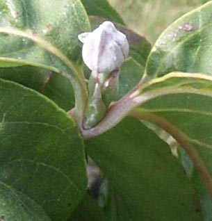 Cornus_2393.jpg