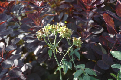 DSC_00047_Medium.JPG