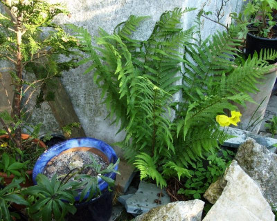 009.jpg