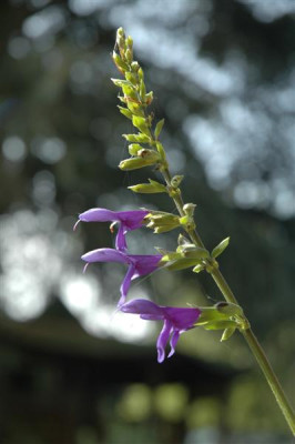 DSC_00038_Medium.JPG