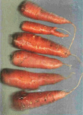 Scanner2.jpg