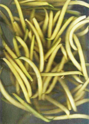 Scanner3.jpg