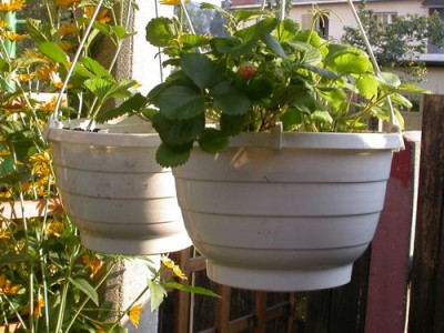 cerdbeeren.jpg