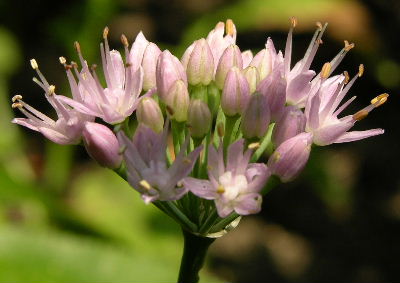 A.tricocus.JPG