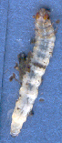 Raupe1.jpg