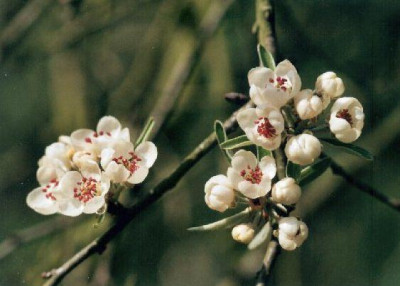 Pyrus_salicifolia.jpg