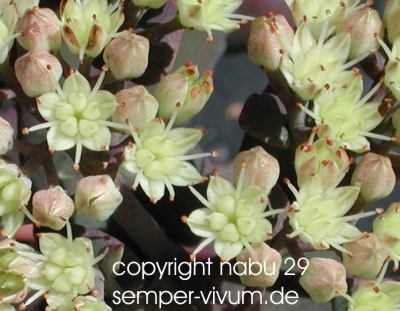 Hylotelephium_cv._Hab_Gray.jpg