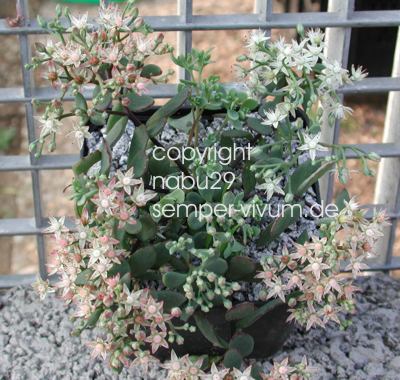 Hylotelephium_tatarinowii.jpg