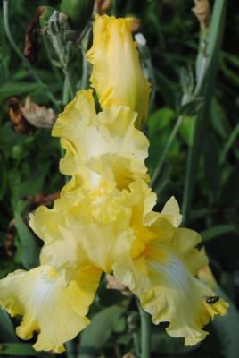 rosen 1. juni 053.jpg