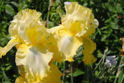 rosen 1. juni 148.jpg