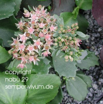 Hylotelephium_populifolium_cv._Vaclav_Pletils_Red.jpg