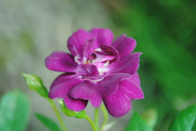 rosen 1. juni 002.jpg